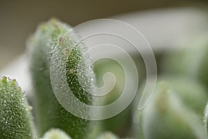 Multicapacity process droplet